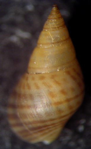 Angiola punctostriata